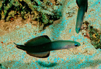 Ptereleotris evides, Blackfin dartfish: aquarium