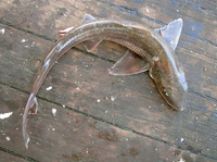 Mustelus palumbes, Whitespotted smooth-hound: fisheries, gamefish