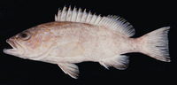 Epinephelus timorensis, Yellowspotted grouper: