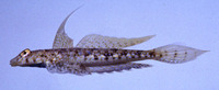 Diplogrammus goramensis, Goram dragonet: