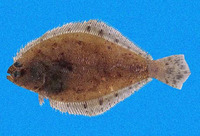 Syacium ovale, Oval flounder: fisheries