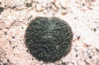 Fungia scutaria - Plate Mushroom Coral