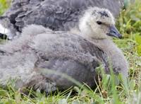 Branta hutchinsii minima - Cackling Canada Goose