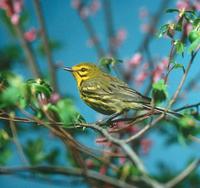 Image of: Dendroica discolor (prairie warbler)