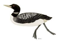Image of: Gavia adamsii (white-billed diver;yellow-billed diver)