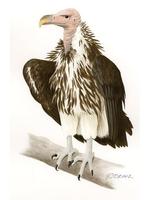 Image of: Torgos tracheliotus (lappet-faced vulture)
