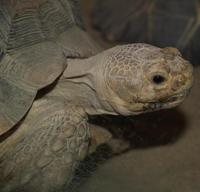 Image of: Geochelone sulcata (African spurred tortoise)