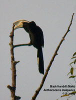 Black Hornbill - Anthracoceros malayanus