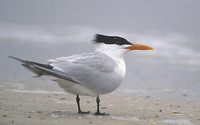 Royal Tern (Sterna maxima) photo
