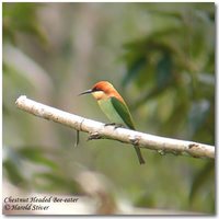Chestnut-headed Bee-eater - Merops leschenaulti