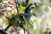 Malabar Grey Hornbill - Ocyceros griseus