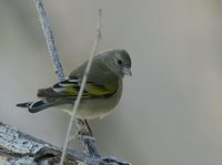 Lawrence's Goldfinch - Carduelis lawrencei