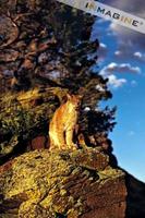 North American Lynx (Felis lynx) photo