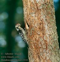 Dendrocopos minor 2314 UK: Lesser Spotted Woodpecker DE: Kleinspecht FR: Pic Ă©peichette ES: Pic...