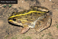 : Rana fuscigula; Cape River Frog