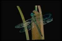 : Aeschna sp.; Blue Darner