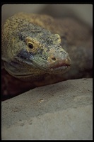 : Varanus komodoensis; Komodo Dragon