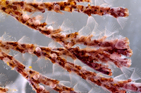 : Bugula neritina; Branching Bryozoan