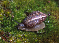 : Oreohelix sp.; Mountainsnail