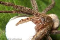 : Pisaurina mira; Nursery Web Spider