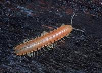 : Xystocheir dissecta taibona; Xystodesmid Millipede