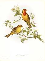 Antique print: picture of Red Headed Bunting, Emberiza bruniceps by John Gould