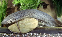 Protopterus annectens annectens, West African lungfish: fisheries, aquaculture