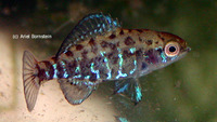 Elassoma okefenokee, Okefenokee pygmy sunfish: