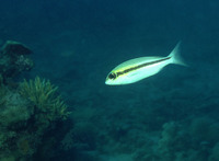 Scolopsis affinis, Peters' monocle bream: fisheries