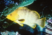 Dermatolepis dermatolepis, Leather bass: fisheries, gamefish