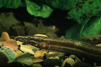 Mastacembelus frenatus, Longtail spiny eel: fisheries