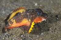 Minous trachycephalus, Striped stingfish: