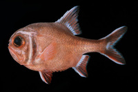 Trachichthys australis, Roughy: