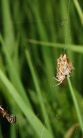 Image of: Acanthepeira stellata (starbellied spider)