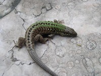 Podarcis siculus - Italian Wall Lizard