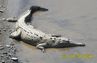 Crocodylus acutus - American Crocodile