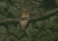 Sunda Frogmouth - Batrachostomus cornutus