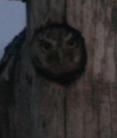 Elf Owl - Micrathene whitneyi