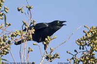 Little Raven - Corvus mellori