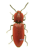 대유동방아벌레 - Agrypnus argillaceus