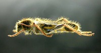 벌호랑하늘소 - Cyrtoclytus capra