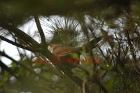 밤색날개뻐꾸기  Red-winged Cuckoo
