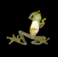 : Centrolene quindianum; Glass Frog
