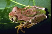 : Leptopelis flavomaculatus; Yellow-spotted Tree Frog