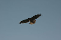 : Buteo galapagoensis; Galapagos Hawk