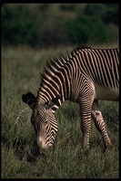 : Equus grevyi; Grevy's Zebra