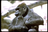 : Gorilla gorilla; Gorilla