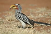 : Tockus leocomelas; Yellow-billed Hornbill
