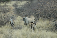 : Tragelaphus oryx oryx; Cape Eland