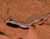 : Rhynchoedura ornata; Beaked Gecko